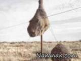 از جمله عجیب ترین تصاویر دنیا
